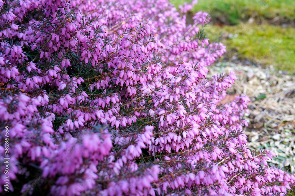 Rhododendron. Beautiful flowers of rhododendron. . High quality photo Rhododendron. Beautiful flowers of rhododendron. . High quality photo