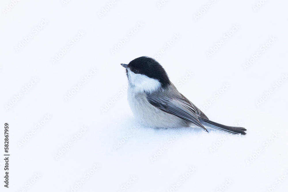 Naklejka premium Small WIllow tit standing on snow in wintry Finland, Northern Europe