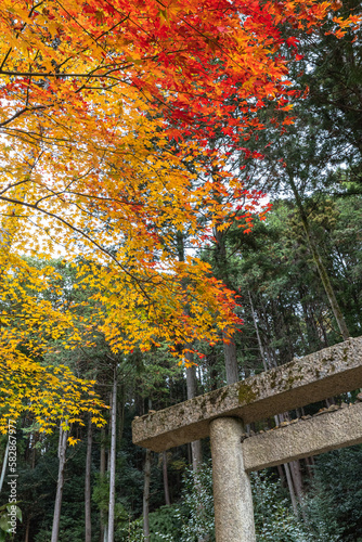 日本 京都府京都市の圓光寺にある東照宮の鳥居と紅葉