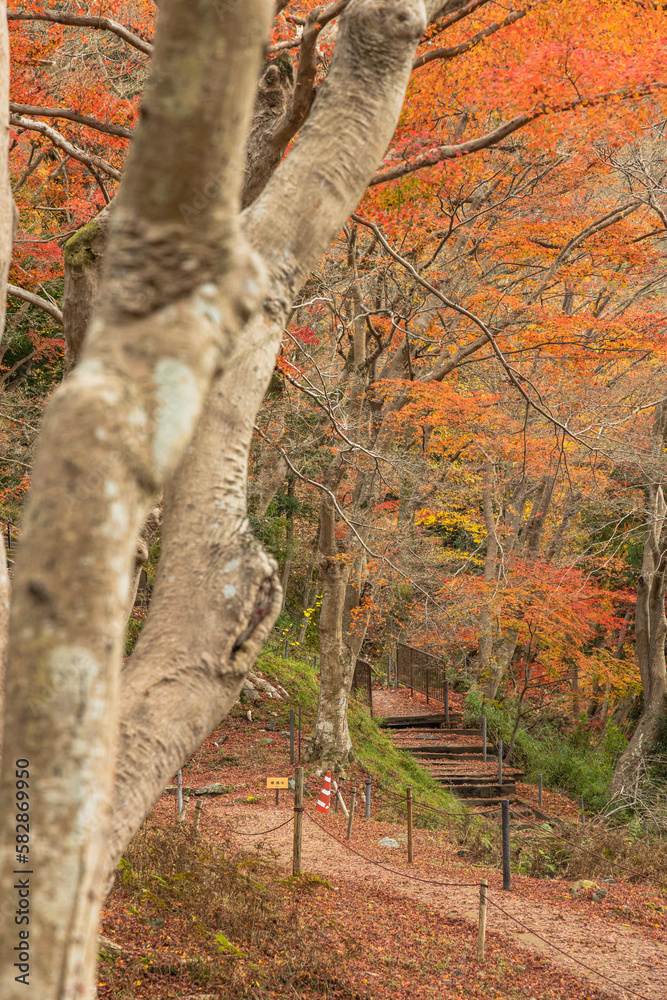 Obraz premium 日本 京都府京都市にある八瀬もみじの小径の紅葉