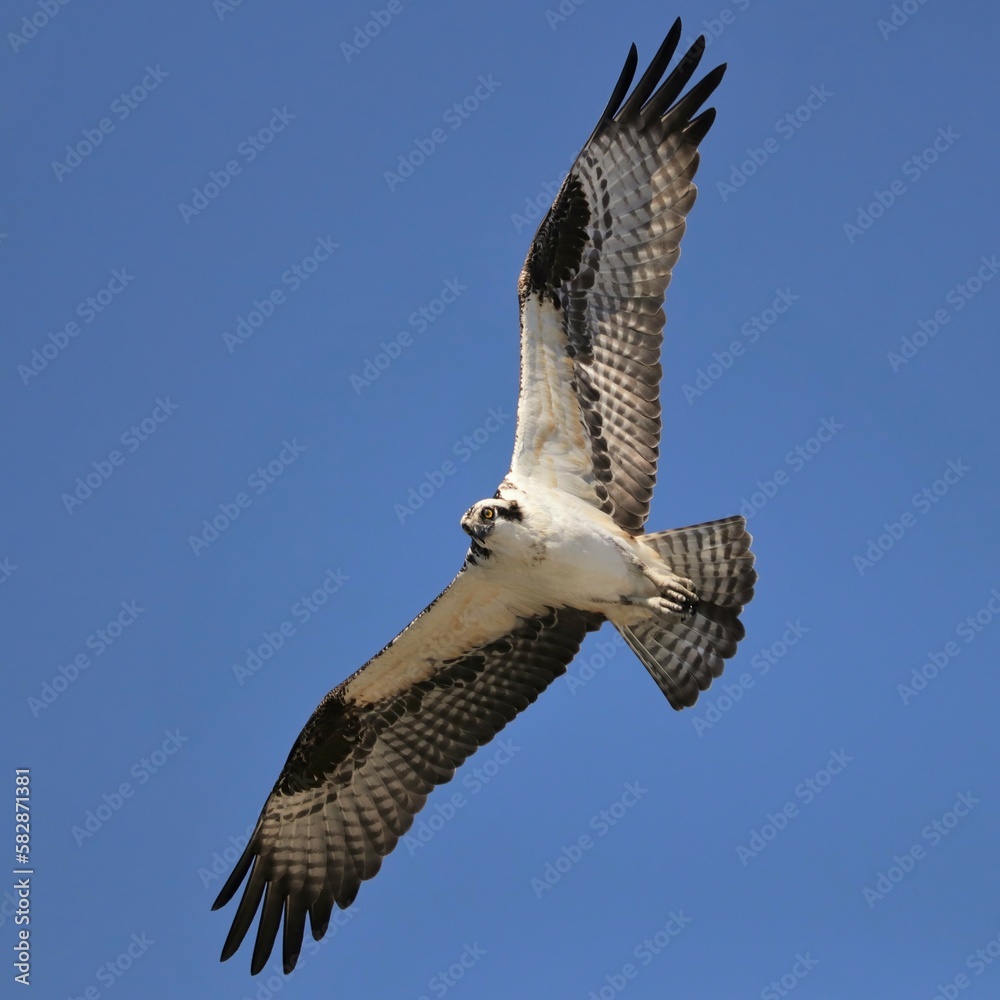 Obraz premium Osprey Hunting Lake Apopka Wildlife Drive