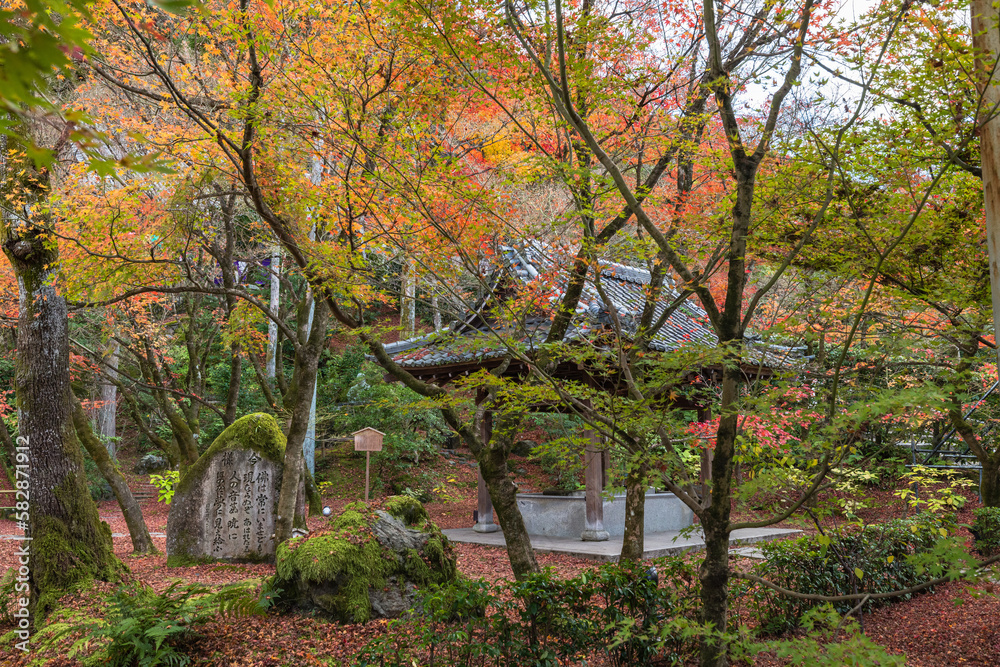 日本　京都府京都市にある永観堂禅林寺の龍吐水と紅葉