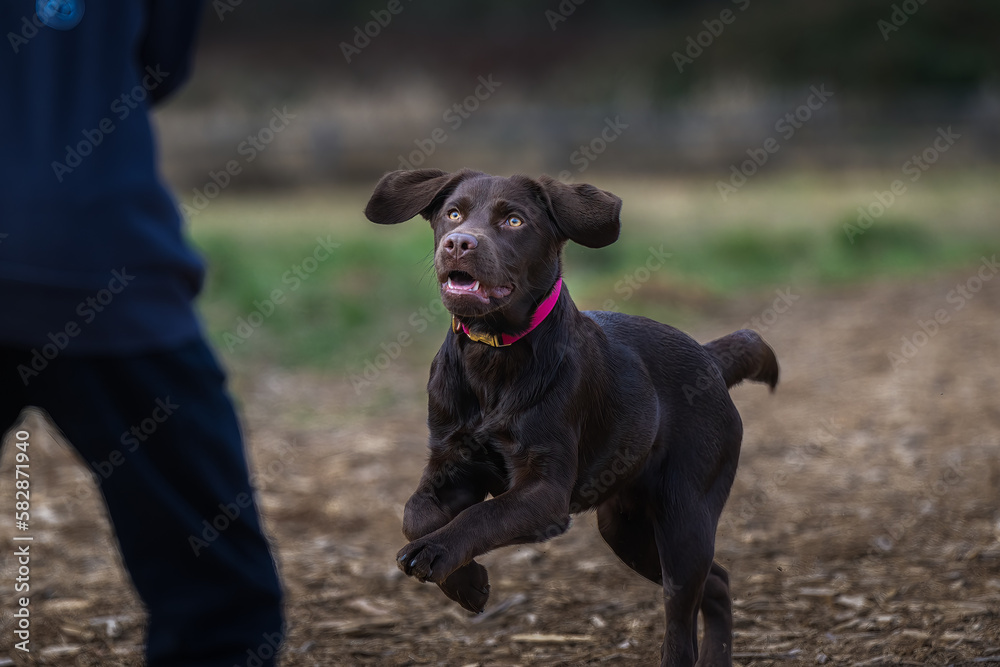 2023-03-19 A CHOCOLATE LBRADOR PUPPY JUMPING UP TOWARDS HIS OWNER WITH INTENSE EYES AND A BLURRY BACKGROUND 2023-03-19 A CHOCOLATE LBRADOR PUPPY JUMPING UP TOWARDS HIS OWNER WITH INTENSE EYES AND A BLURRY BACKGROUND