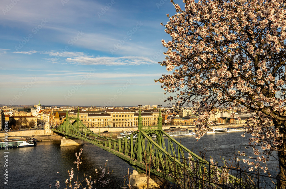 Cherry blossom and the liberty bridge in the background