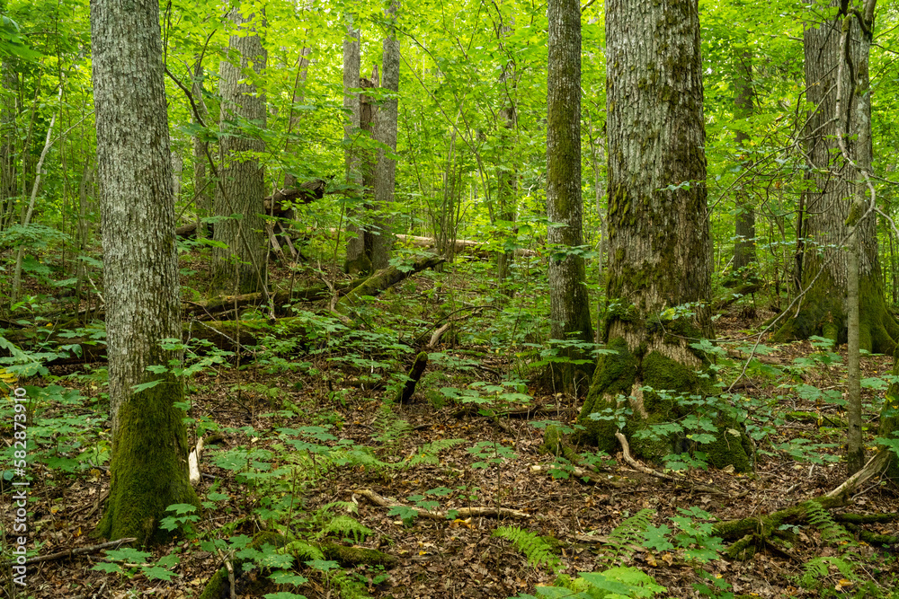 Fototapeta premium A lush Oak forest on a summer day in Northern Latvia, Europe