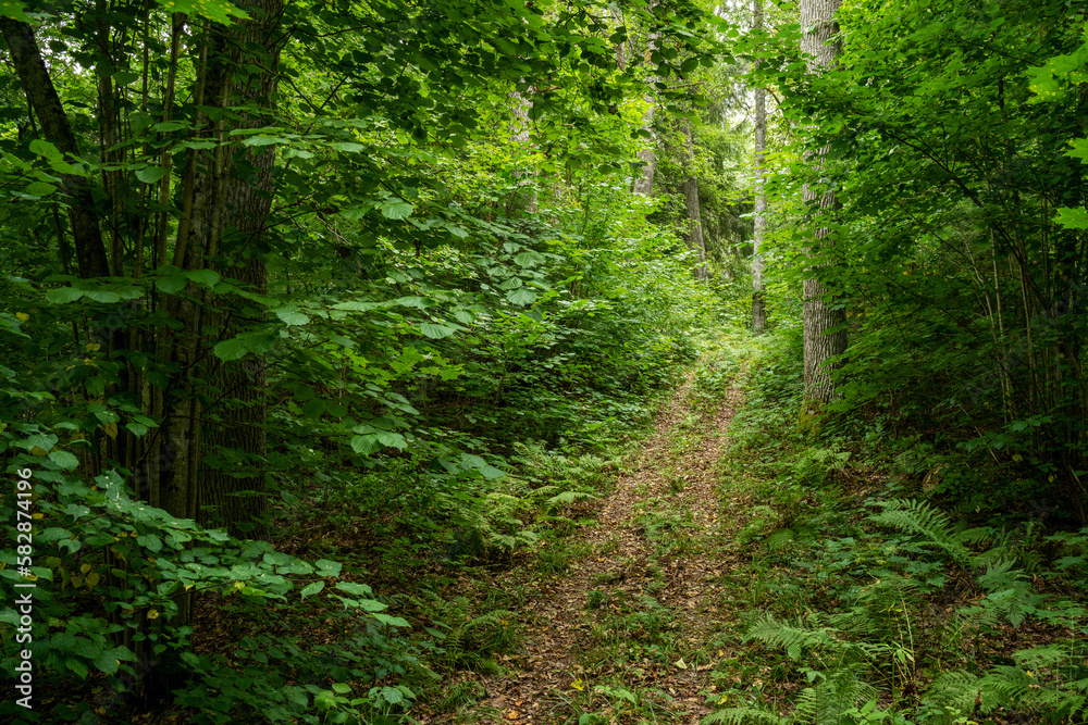 Fototapeta premium A small path leading through a lush mixed forest in Northern Latvia, Europe 
