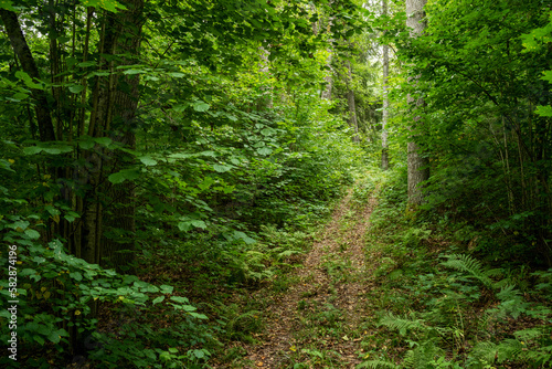 A small path leading through a lush mixed forest in Northern Latvia, Europe 