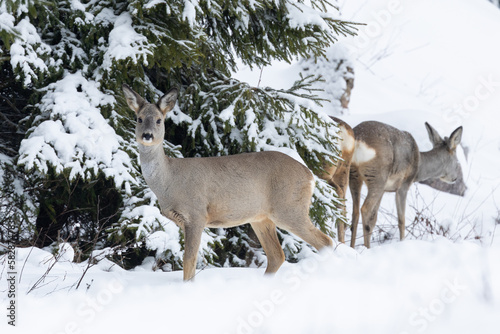 Fototapeta Naklejka Na Ścianę i Meble -  Two Roe deer standing next to a snowy Spruce in a boreal forest in Estonia, Northern Europe
