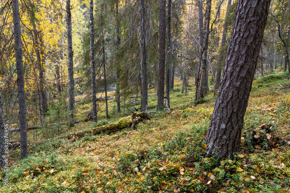Fototapeta premium A pristine mixed taiga woodland with deadwood on forest floor on an autumn day in Oulanka National Park, Northern Finland 
