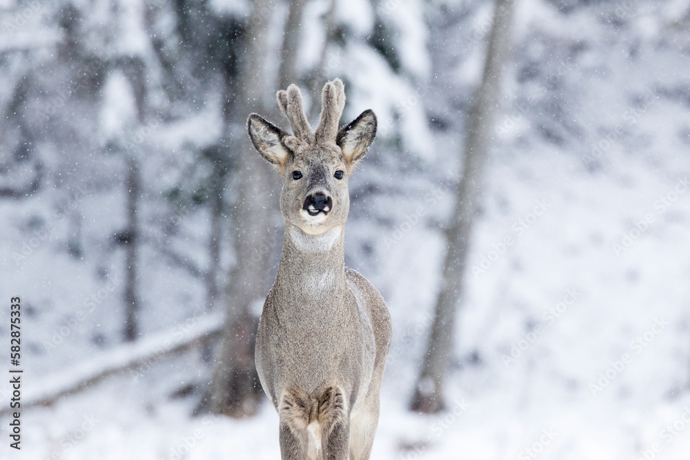 Closeup portrait of a Roe deer buck with antlers covered with fur. Shot on a winter day in Estonia, Northern Europe Closeup portrait of a Roe deer buck with antlers covered with fur. Shot on a winter day in Estonia, Northern Europe