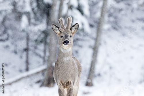 Closeup portrait of a Roe deer buck with antlers covered with fur. Shot on a winter day in Estonia, Northern Europe © adamikarl