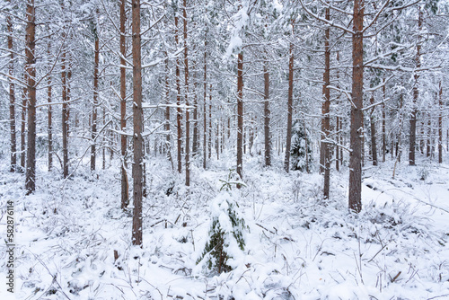 Immature stands of Pine trees after commercial thinning. Shot during winter in Estonia, Northern Europe.  © adamikarl