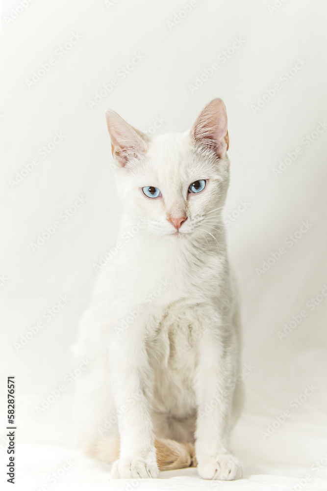 A white kitten with pretty blue eyes posing seriously for the photo