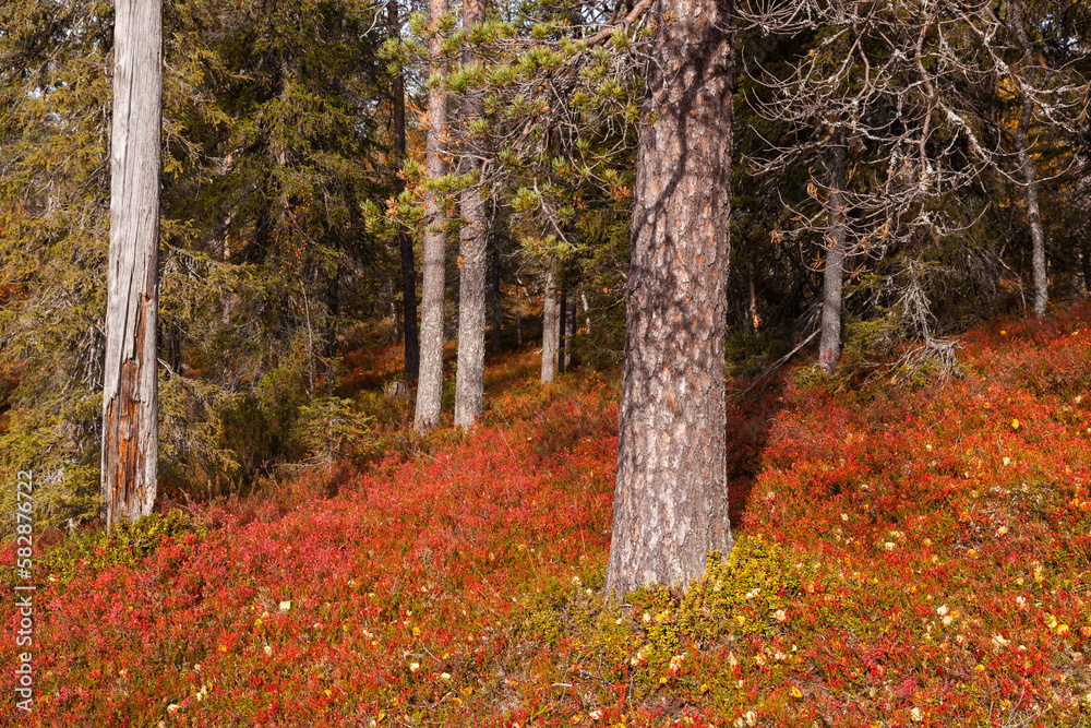 Fototapeta premium An autumnal old-growth taiga forest with vibrant and colorful forest floor during fall foliage in Northern Finland near Salla. 