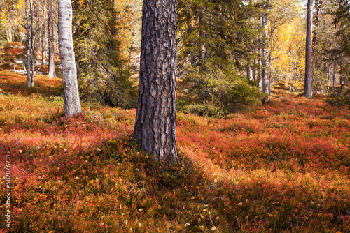 An autumnal old-growth taiga forest with vibrant and colorful forest floor during fall foliage in Northern Finland near Salla. 