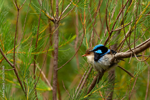 Male and female superb fairy wren  sitting next to the other on a tree branch