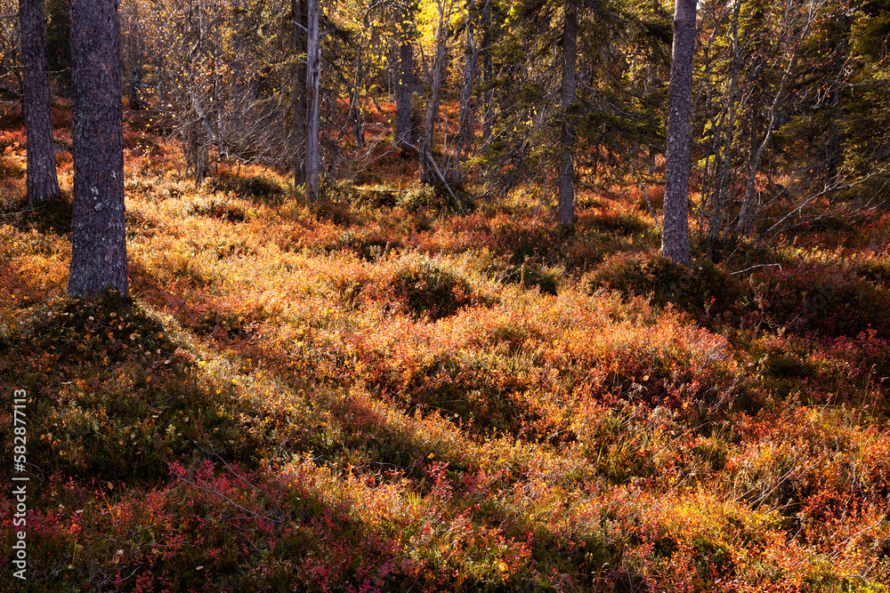 An autumnal old-growth taiga forest with colorful forest floor during fall  foliage in Northern Finland near Salla. Stock Photo