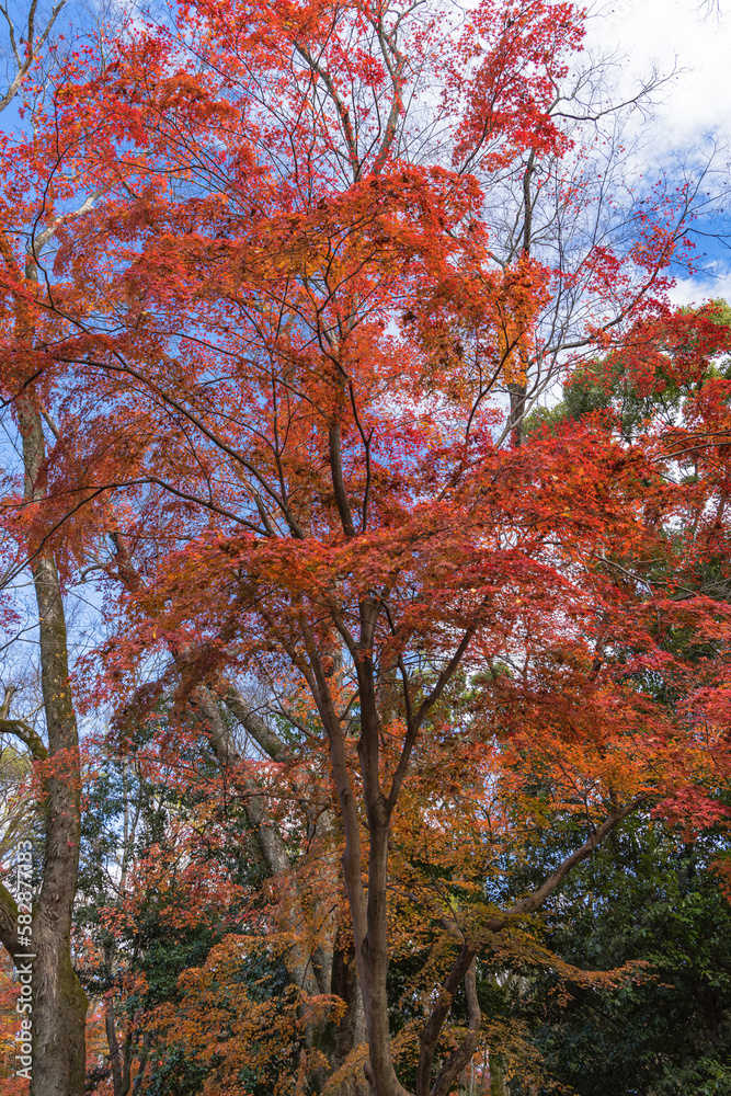 日本　京都府京都市にある下鴨神社近くの糺の森の紅葉