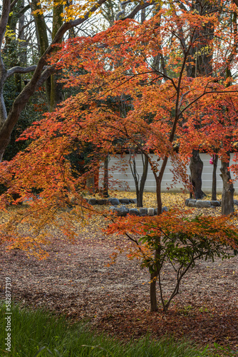 日本 京都府京都市にある下鴨神社近くの糺の森の紅葉