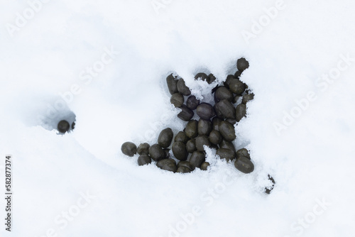 Small, nearly black and glossy Roe deer droppings in snow in Estonia, Northern Europe