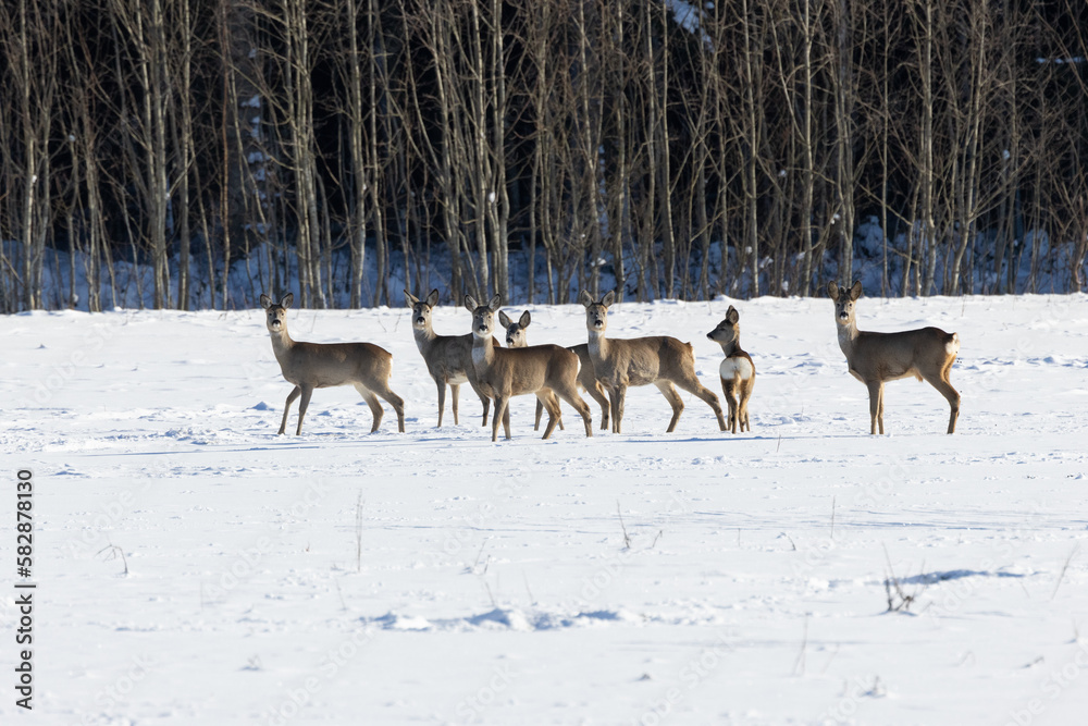 A herd of Roe deer standing still on a snowy field on a sunny winter day in Estonia, Northern Europe A herd of Roe deer standing still on a snowy field on a sunny winter day in Estonia, Northern Europe