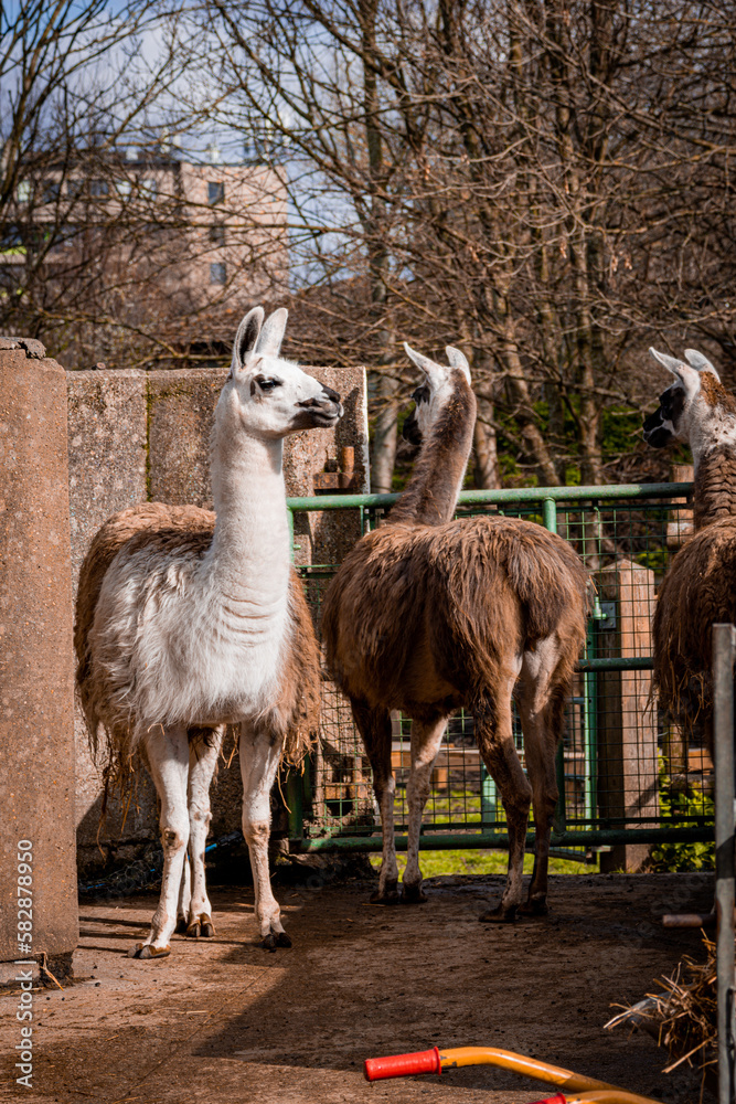 Obraz premium cute llamas in mudchute farm park