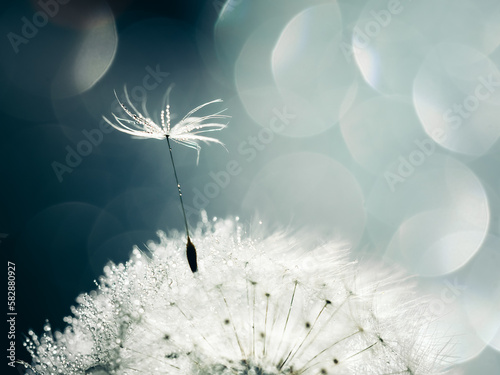 Fototapeta Naklejka Na Ścianę i Meble -  white fluffy dandelion in water droplets on a blue background, defocused light, bokeh