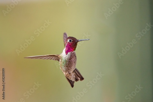 A male Anna's Hummingbird (Calypte anna) hovering mid air, Arizona.