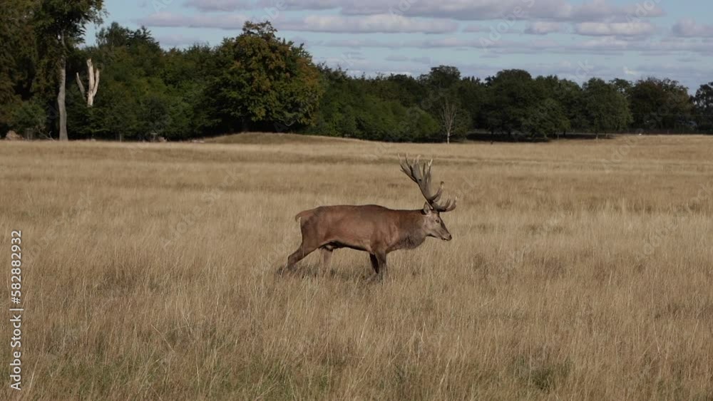 Deer. Deer pasture in the park. Denmark. Copenhagen. Deer. Deer pasture in the park. Denmark. Copenhagen.