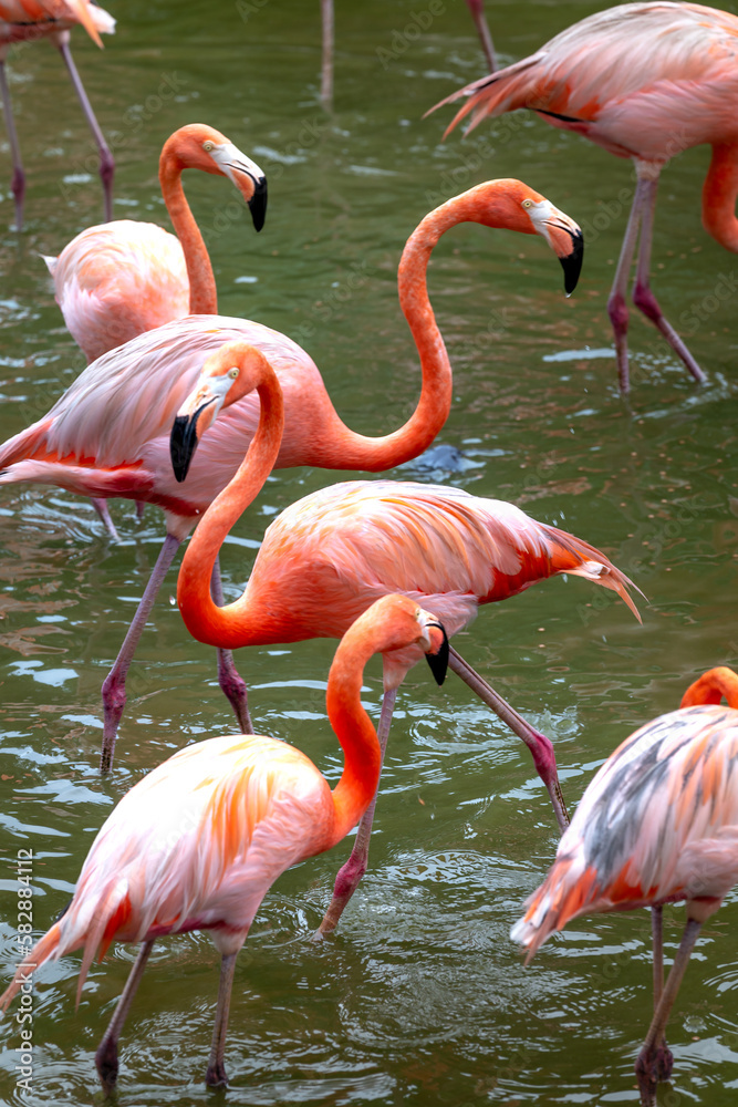 The flamingos in safari park of Phu Quoc island, Kien Giang province, Vietnam The flamingos in safari park of Phu Quoc island, Kien Giang province, Vietnam