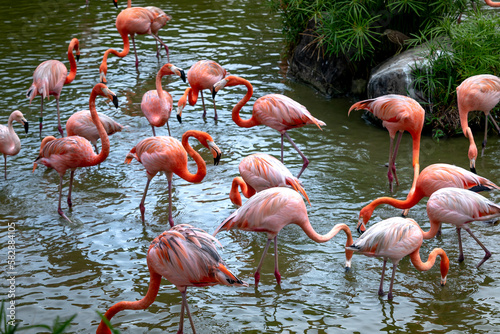 Photography The flamingos in safari park of Phu Quoc island, Kien Giang province, Vietnam