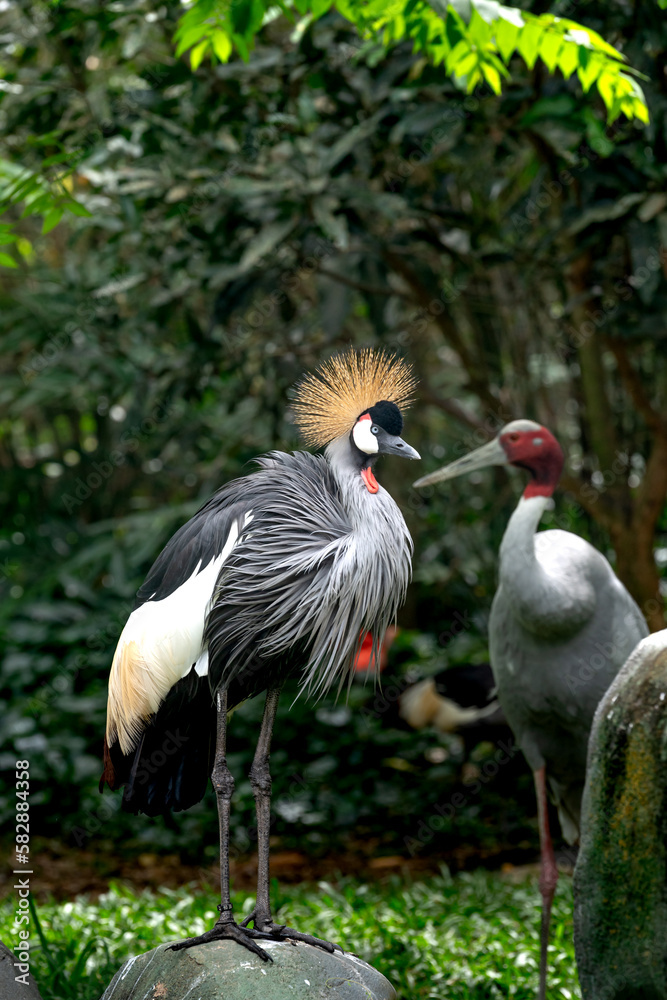 Red-crowned crane in the zoo in Phu Quoc, Vietnam