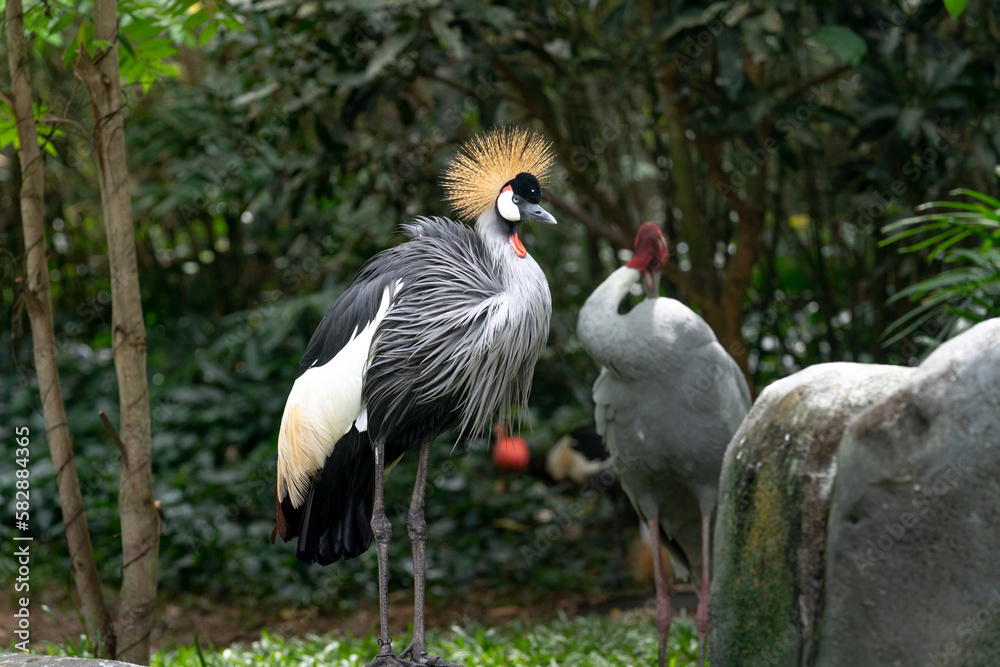 Fototapeta premium Red-crowned crane in the zoo in Phu Quoc, Vietnam
