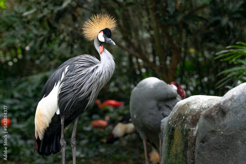 Obraz premium Red-crowned crane in the zoo in Phu Quoc, Vietnam