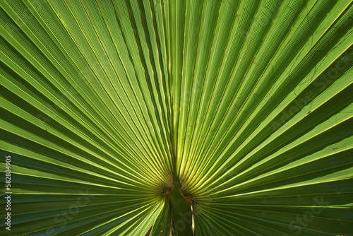 Palm leaf. Close-up. Tropical plant. Background. Sunny day. Light. Shadow. Geometric shape. Pattern. 