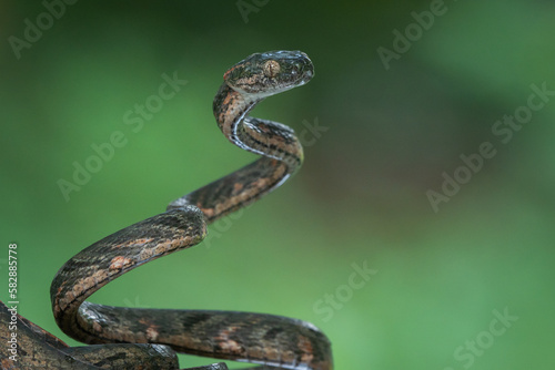 Bengkulu cat snake Boiga bengkuluensis endemic to bengkulu province indonesia on defensive position with bokeh background 