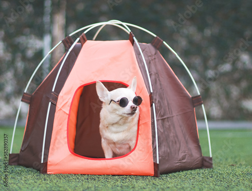brown short hair Chihuahua dog wearing sunglasses  sitting inside  orange camping tent on green grass,  outdoor, looking away. Pet travel concept.
