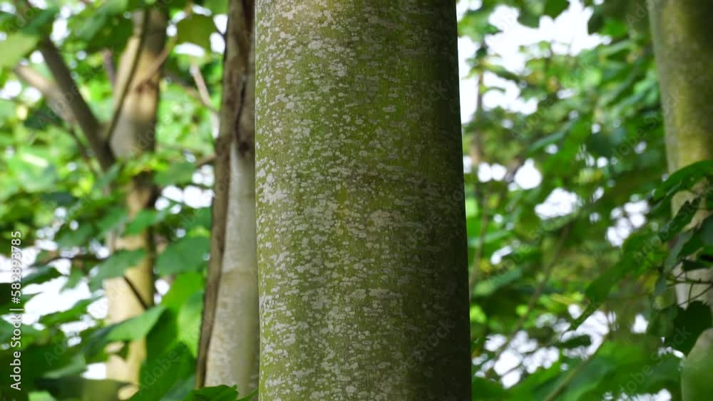 Vidéo Stock Ochroma pyramidale (balsa tree). Balsa is used as a