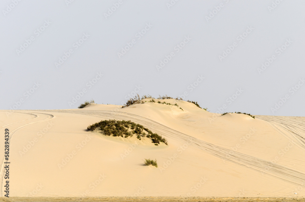 Desert landscape