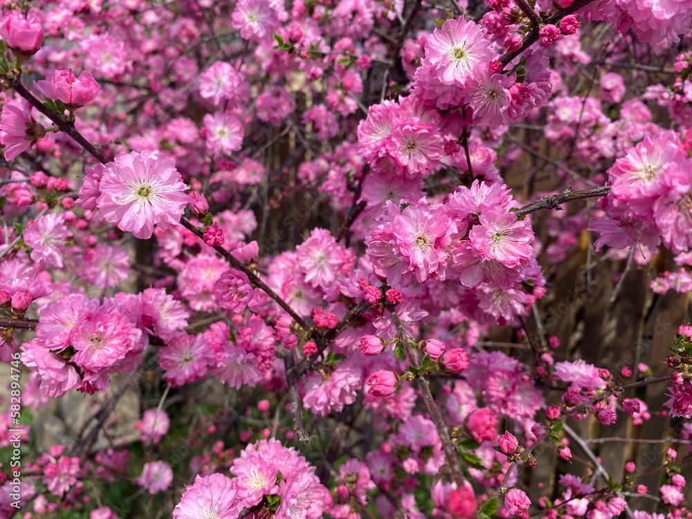 pink flowers in the garden