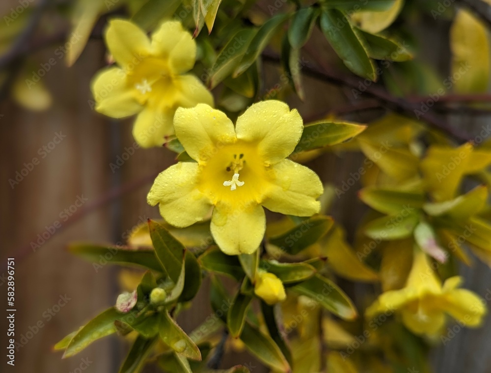 close up of yellow jessamine plant