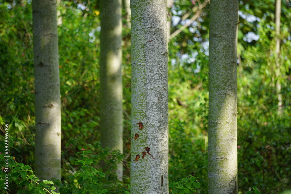 Ochroma pyramidale (balsa tree). Balsa is used as a protective tree, for the manufacture of airplanes, life belts and buoys, for the purposes of insulating devices. Ochroma pyramidale (balsa tree). Balsa is used as a protective tree, for the manufacture of airplanes, life belts and buoys, for the purposes of insulating devices.