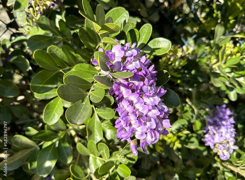 Flowering Sophora (lat.- Sophora) tree or bush subtropical plant Flowering Sophora (lat.- Sophora) tree or bush subtropical plant