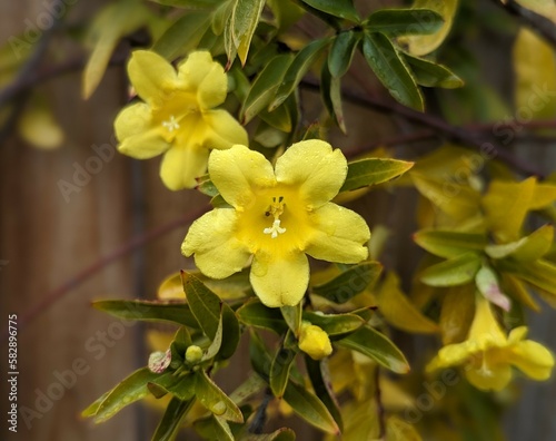 close up of yellow jessamine plant