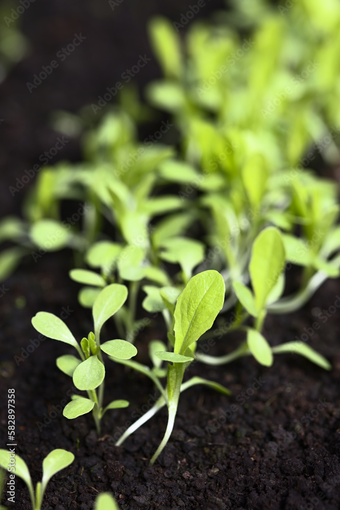 Young leaf lettuce seedlings growing in black soil (Very Shallow Depth of Field, Focus one third into the image) Young leaf lettuce seedlings growing in black soil (Very Shallow Depth of Field, Focus one third into the image)