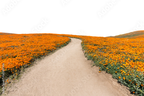 Inviting path through poppy...