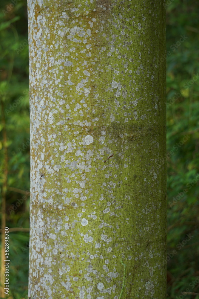 Ochroma pyramidale (balsa tree). Balsa is used as a protective tree