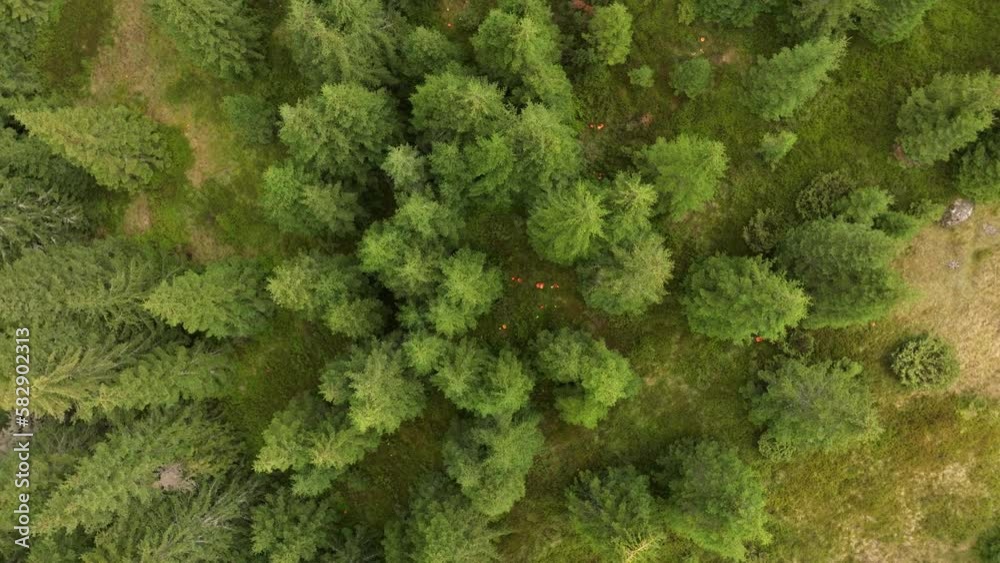 Top down ascending shot, green forest with red plants on the forest floor. Top down ascending shot, green forest with red plants on the forest floor.