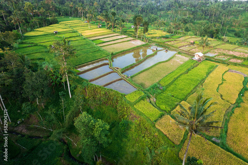 East Lombok regency rice fields aerial view photo