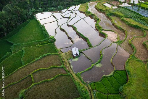 East Lombok regency rice fields aerial view photo